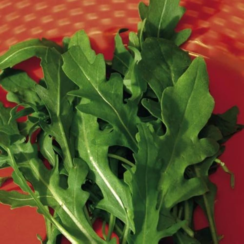 Speedy arugula seed-tape sprouting fast-growing leafy greens with peppery flavor
